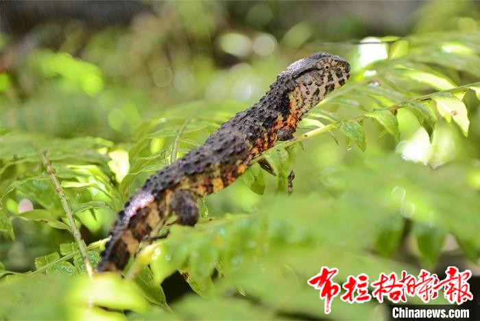 image051 - 【布拉格时报】南岭国家公园创建成果丰硕 绿美广东迈出坚实步伐