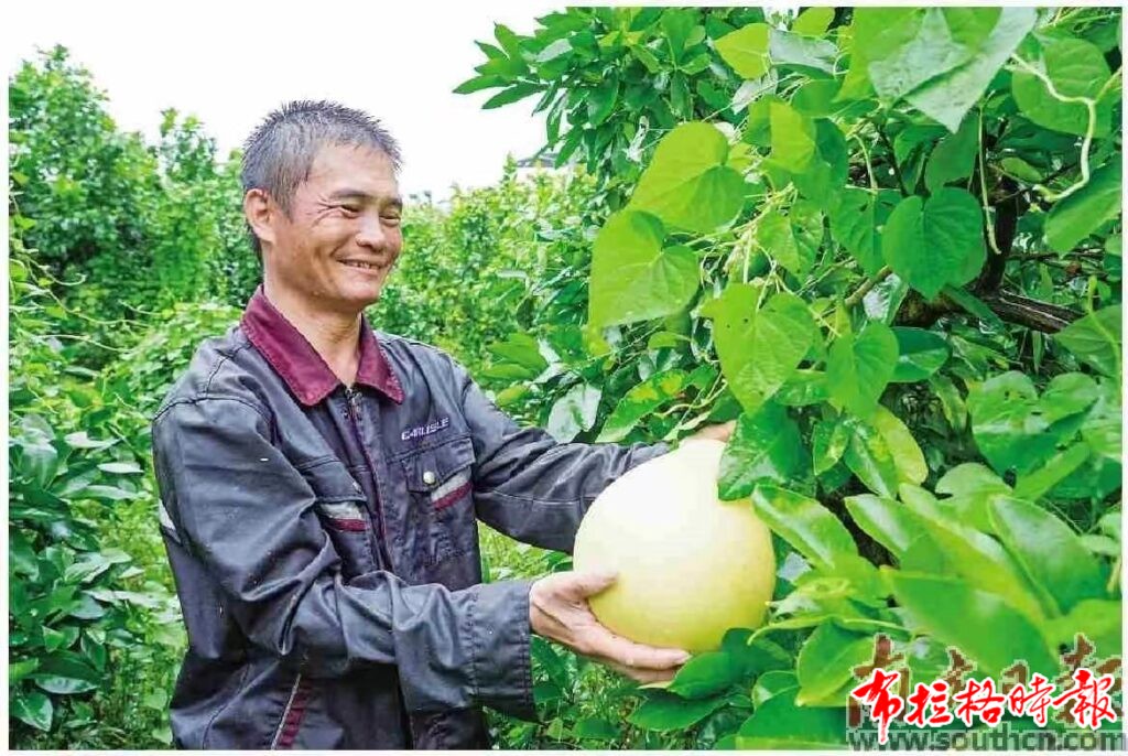 20240919 174004 1024x686 - 【布拉格时报】柚香四溢 生活如蜜