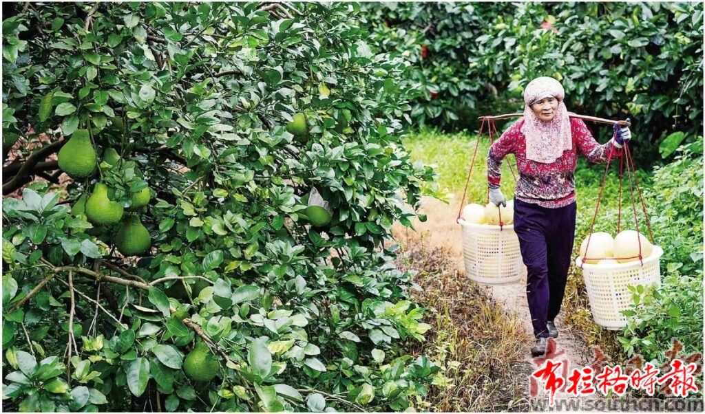 20240919 174008 1024x602 - 【布拉格时报】柚香四溢 生活如蜜