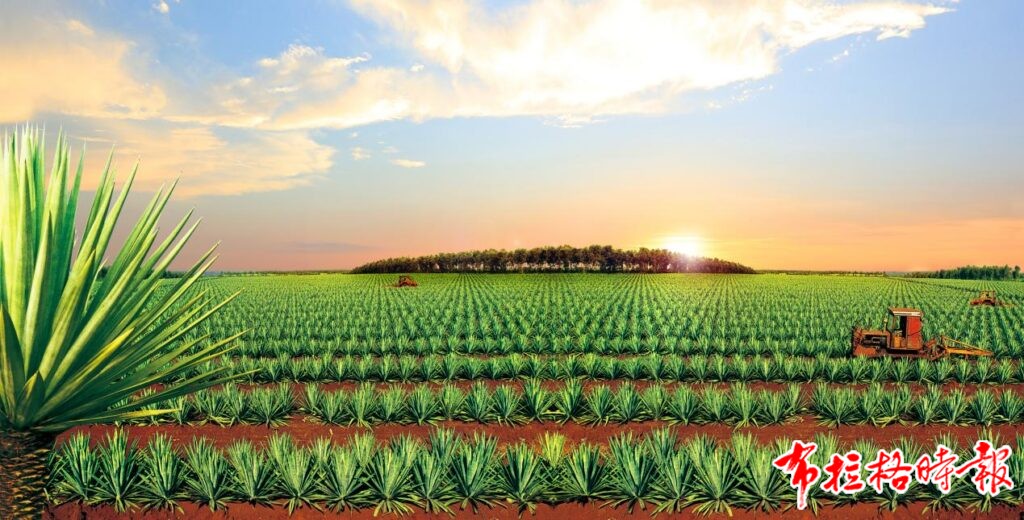 【布拉格时报】从“剑麻的海”到“剑麻出海” 20241001 103226 1024x520 - 【布拉格时报】从“剑麻的海”到“剑麻出海”