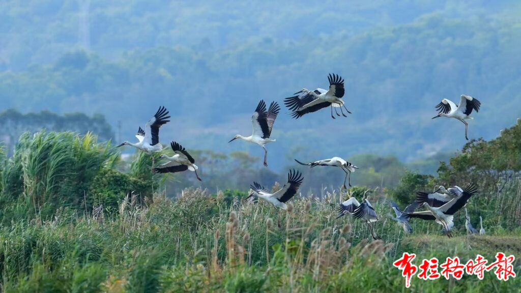 image022 1024x576 - 【布拉格时报】广东多处沿海湿地迎来“候鸟潮”