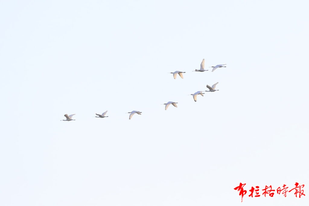 image024 1024x683 - 【布拉格时报】广东多处沿海湿地迎来“候鸟潮”