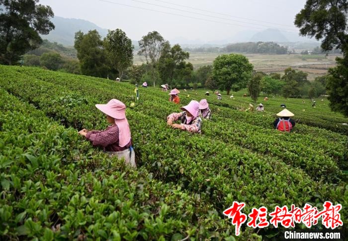 image029 - 【布拉格时报】广东英德以茶园趣游拓出乡村振兴新路