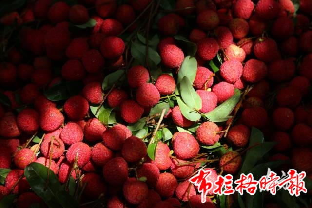 image006 - 【布拉格时报】“甜”满整个夏天！广东荔枝季正式开启