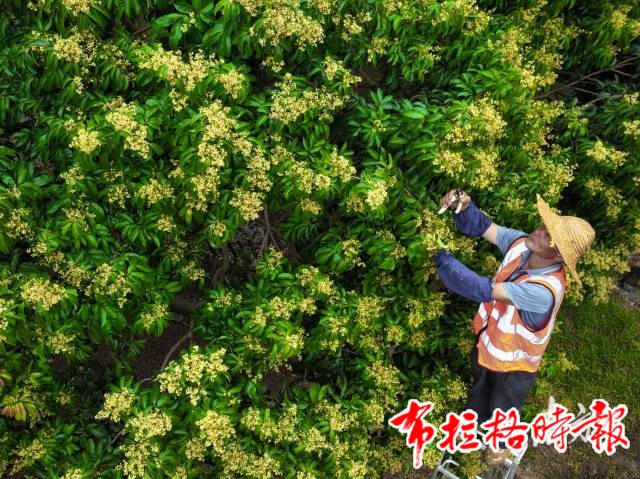 image008 - 【布拉格时报】“甜”满整个夏天！广东荔枝季正式开启