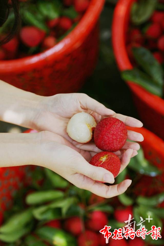 image010 - 【布拉格时报】“甜”满整个夏天！广东荔枝季正式开启