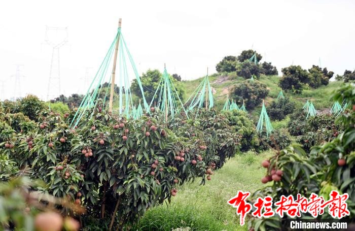 image011 - 【布拉格时报】广东荔枝新品种“仙桃荔”上市 个头比鸡蛋还大