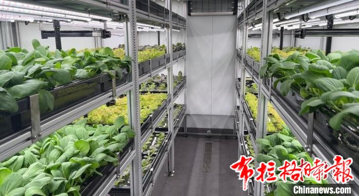 image042 - 【布拉格时报】中国最大光伏能源汽车运输船首航