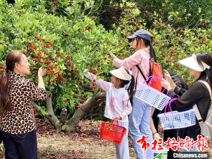 image059 - 【布拉格时报】广东台山种植户喜上“梅”梢