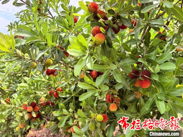 image063 - 【布拉格时报】广东台山种植户喜上“梅”梢