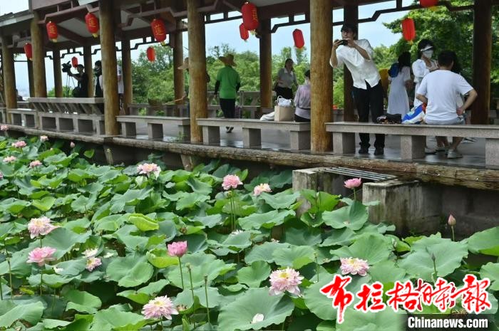 image043 - 【布拉格时报】广州莲花山超1200种莲花、近600种睡莲珍品同台竞秀