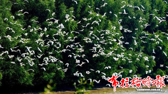 image021 - 【布拉格时报】广东出台新方案维护鸟类及其栖息地生态系统稳定