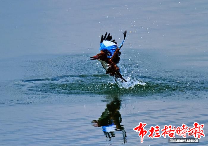 image023 - 【布拉格时报】广东出台新方案维护鸟类及其栖息地生态系统稳定