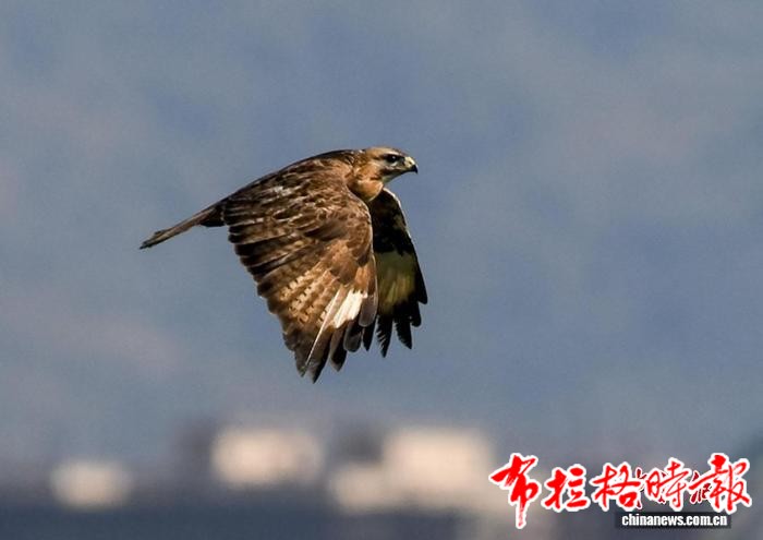 image025 - 【布拉格时报】广东出台新方案维护鸟类及其栖息地生态系统稳定