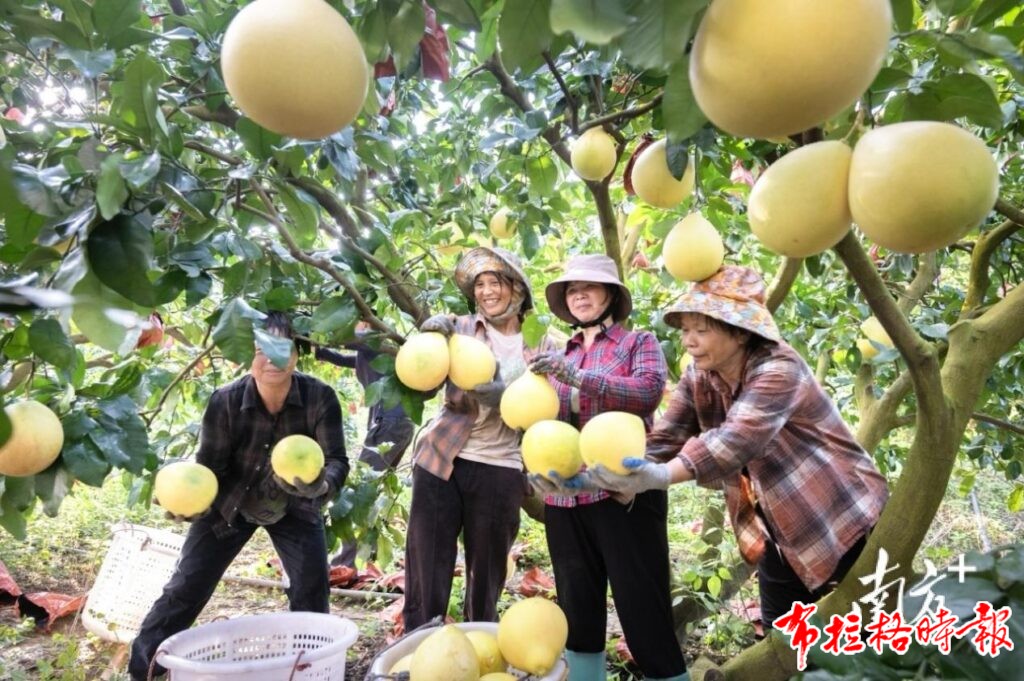 image029 1 1024x681 - 【布拉格时报】秋风起时蜜柚香