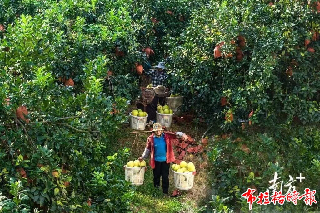 image031 1 1024x683 - 【布拉格时报】秋风起时蜜柚香