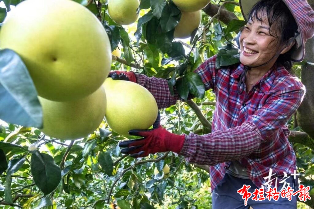 image033 1024x682 - 【布拉格时报】秋风起时蜜柚香