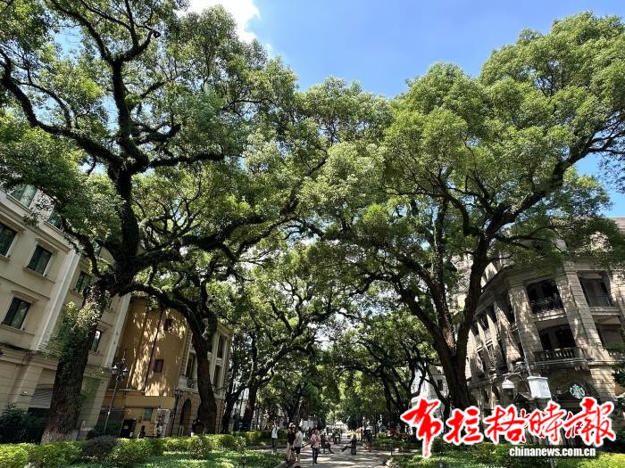 image035 1 - 【布拉格时报】广东构建保护新格局 古树与城乡基础设施和谐共存