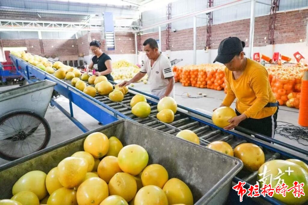 image035 1024x682 - 【布拉格时报】秋风起时蜜柚香