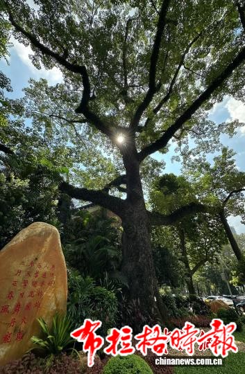 image037 1 - 【布拉格时报】广东构建保护新格局 古树与城乡基础设施和谐共存