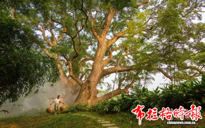 image041 - 【布拉格时报】从“活化石”到“金钥匙” 广东古树名木激活绿美经济