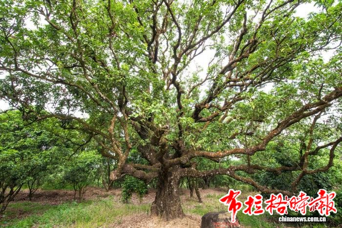 image043 - 【布拉格时报】从“活化石”到“金钥匙” 广东古树名木激活绿美经济