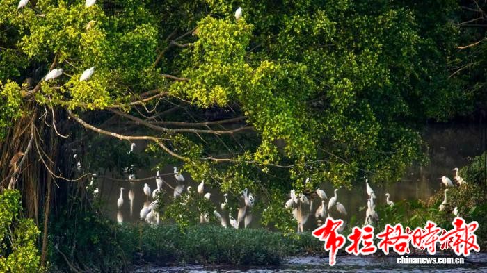 image045 - 【布拉格时报】从“活化石”到“金钥匙” 广东古树名木激活绿美经济