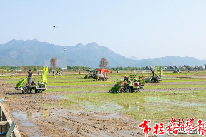 image015 1 - 【布拉格时报】广东强化优质高产丝苗米育种攻关 &ldquo;米中碧玉&rdquo;香飘万里