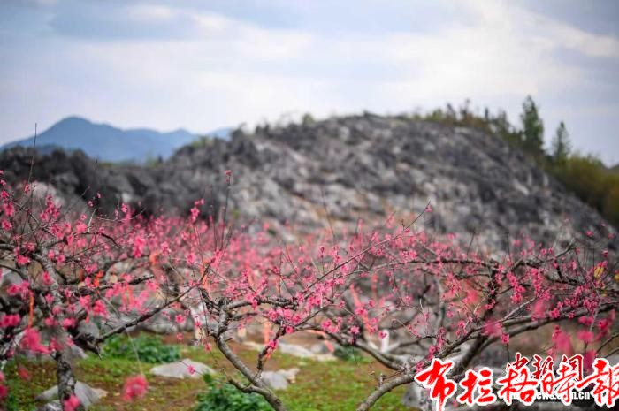 image039 1 - 【布拉格时报】5000多亩桃花绽放 广东连州启动赏花季