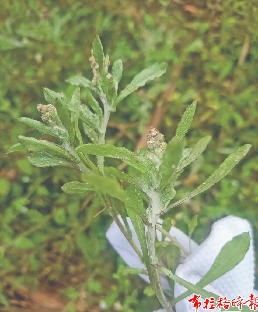 image023 1 848x1024 - 【布拉格时报】一缕艾香藏春意 一味烟火寄乡愁
