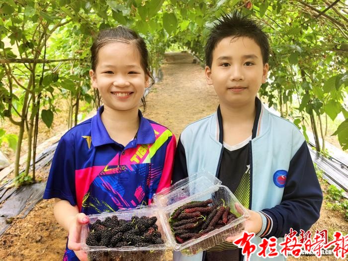 image033 1 - 【布拉格时报】广东台山：踏春时节 桑果尝鲜正当时