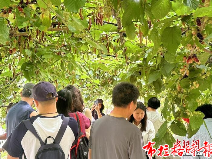 image035 1 - 【布拉格时报】广东台山：踏春时节 桑果尝鲜正当时