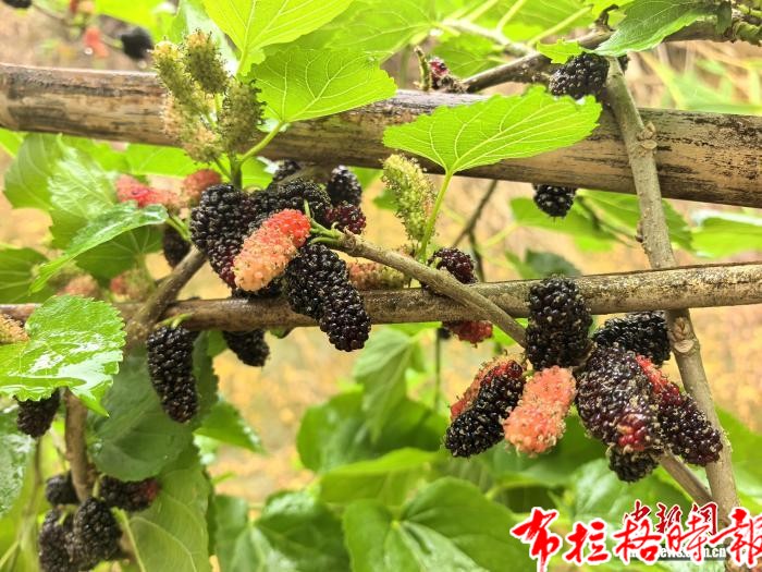 image037 1 - 【布拉格时报】广东台山：踏春时节 桑果尝鲜正当时