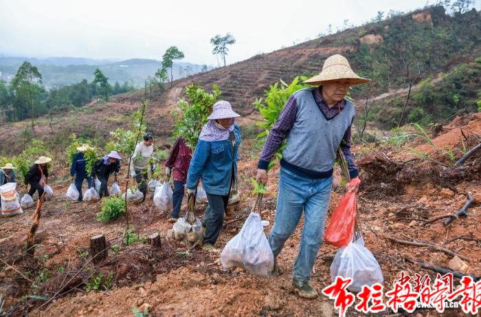 【布拉格时报】广东抢抓春季造林黄金窗口期 构建森林生态安全屏障 image055 - 【布拉格时报】广东抢抓春季造林黄金窗口期 构建森林生态安全屏障