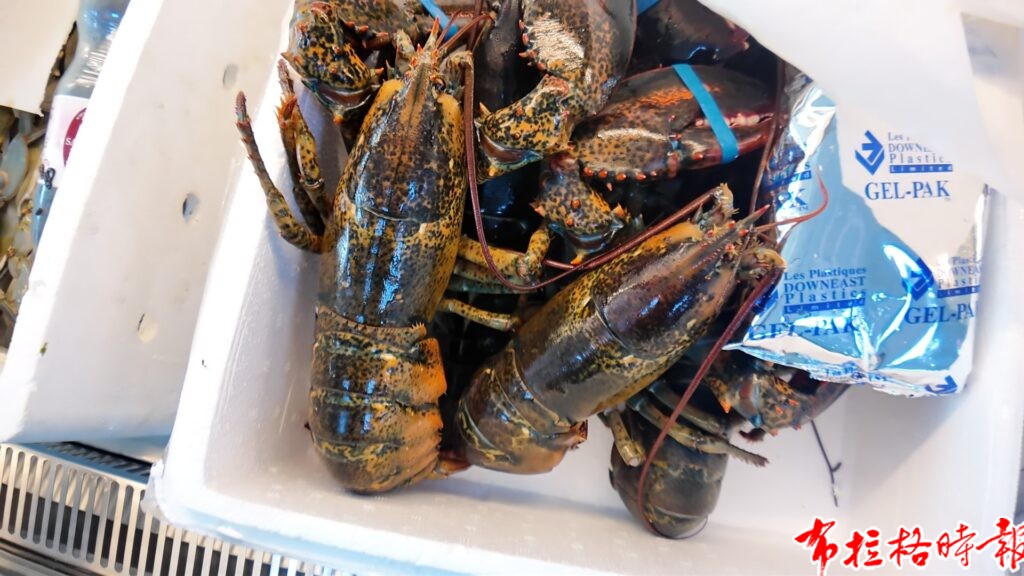 旅捷华人“熊猫超市”在布拉格SAPA隆重开业,打造亚洲食品一站式采购新地标 DJI 20260522162548 000 00 0320260522 134646 1024x576 - 旅捷华人“熊猫超市”在布拉格SAPA隆重开业,打造亚洲食品一站式采购新地标