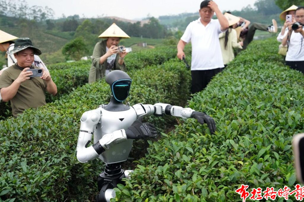 image023 1024x683 - 【布拉格时报】茶园来了采茶机器人