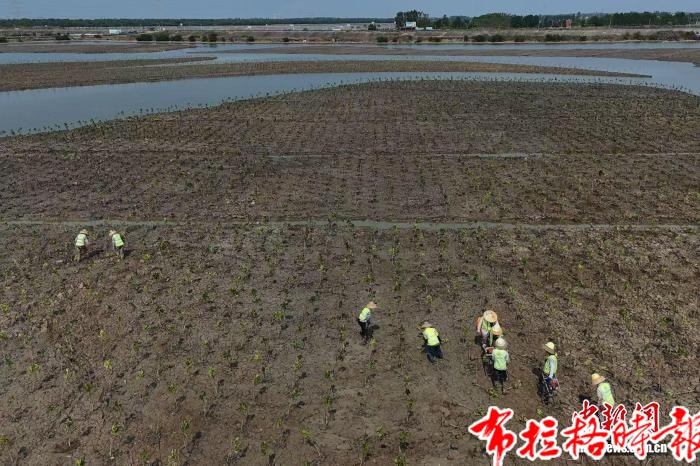 【布拉格时报】广东持续科学开展保护修复 红树林面积稳居全国首位 image025 - 【布拉格时报】广东持续科学开展保护修复 红树林面积稳居全国首位