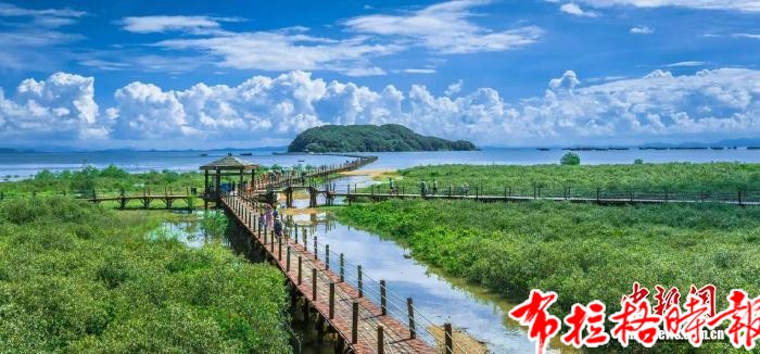 【布拉格时报】广东持续科学开展保护修复 红树林面积稳居全国首位 image027 - 【布拉格时报】广东持续科学开展保护修复 红树林面积稳居全国首位