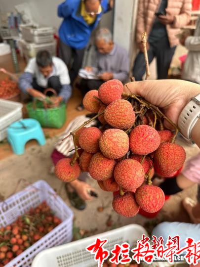 【布拉格时报】“中国荔乡”广东茂名早熟荔枝批量上市 价格小幅上扬 image033 - 【布拉格时报】“中国荔乡”广东茂名早熟荔枝批量上市 价格小幅上扬
