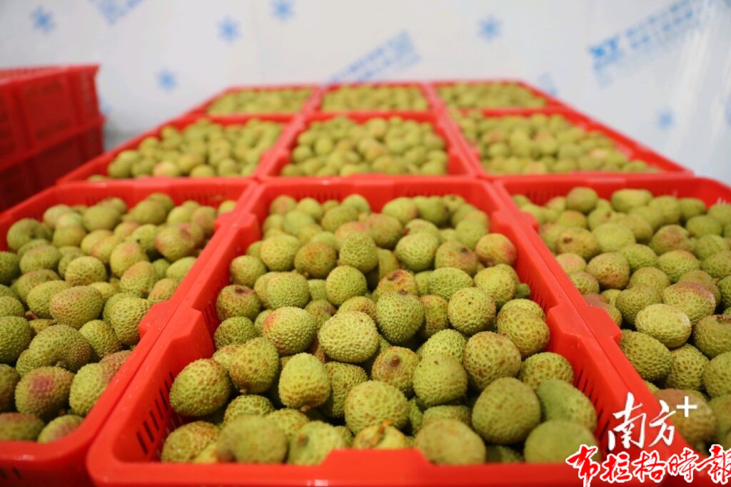 image033 1024x683 - 【布拉格时报】阳东荔枝首次出口美国市场