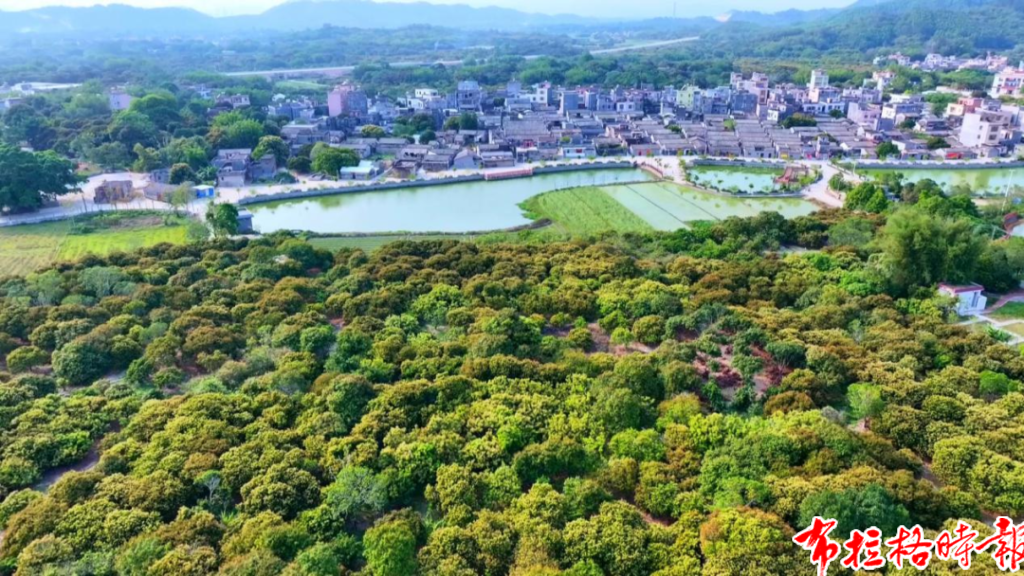 【布拉格时报】“我们的荔枝能直接卖到国外了” image066 1024x576 - 【布拉格时报】“我们的荔枝能直接卖到国外了”
