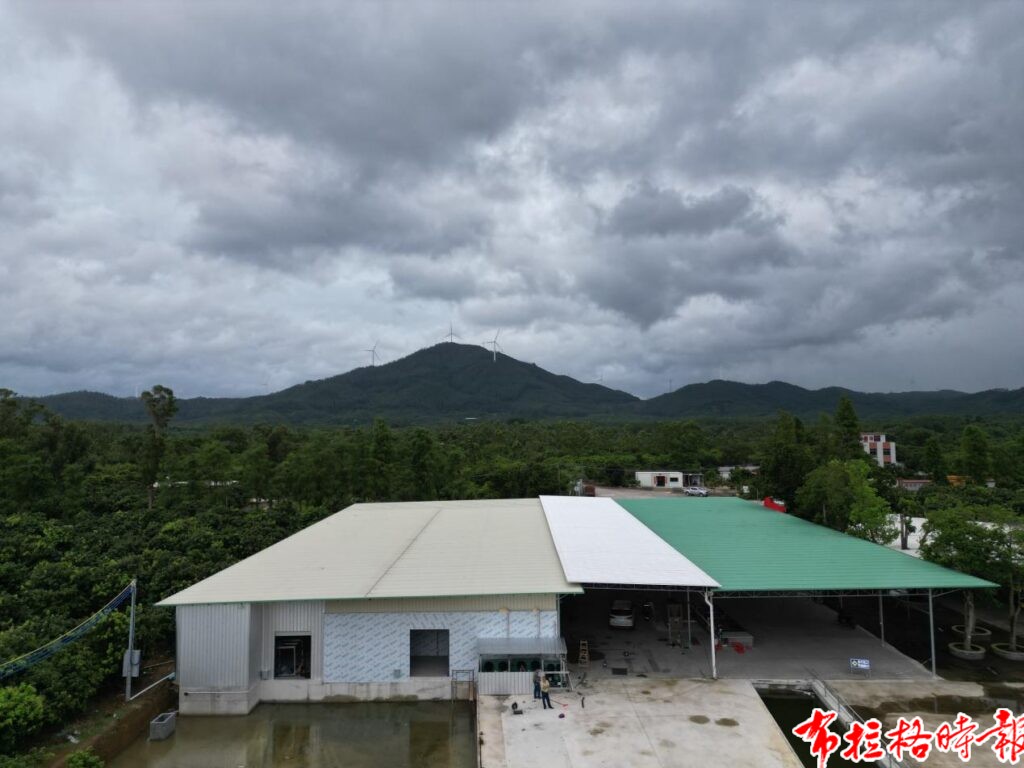 【布拉格时报】“我们的荔枝能直接卖到国外了” image068 1024x768 - 【布拉格时报】“我们的荔枝能直接卖到国外了”