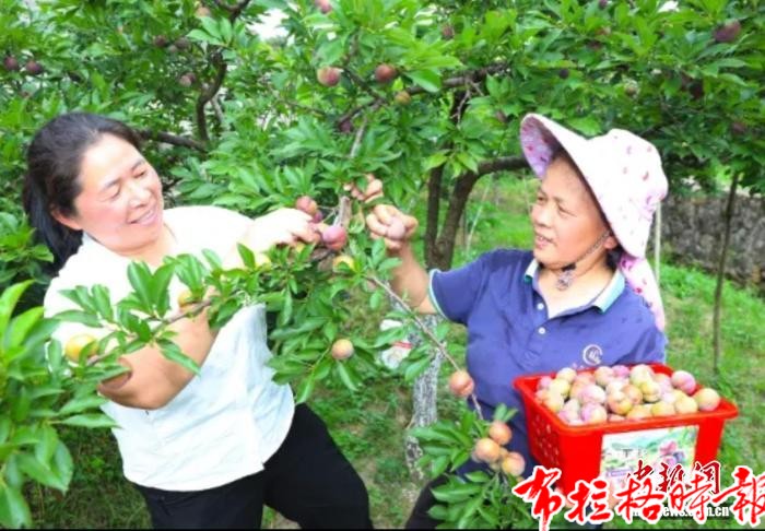 【布拉格时报】广东中坝镇:三华李成“致富果” 铺就乡村振兴路 image078 - 【布拉格时报】广东中坝镇:三华李成“致富果” 铺就乡村振兴路