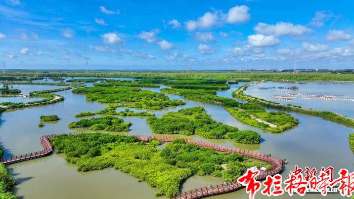 【布拉格时报】广东累计完成红树林营造超5506公顷 修复超2688公顷 image017 - 【布拉格时报】广东累计完成红树林营造超5506公顷 修复超2688公顷