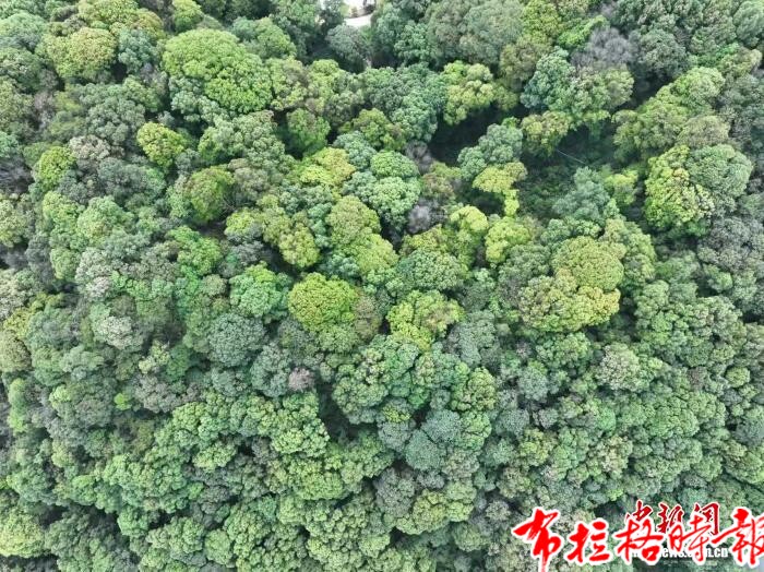 【布拉格时报】探访广州面积最大的红锥林:涵养水源 留存城市绿色空间 image029 - 【布拉格时报】探访广州面积最大的红锥林:涵养水源 留存城市绿色空间