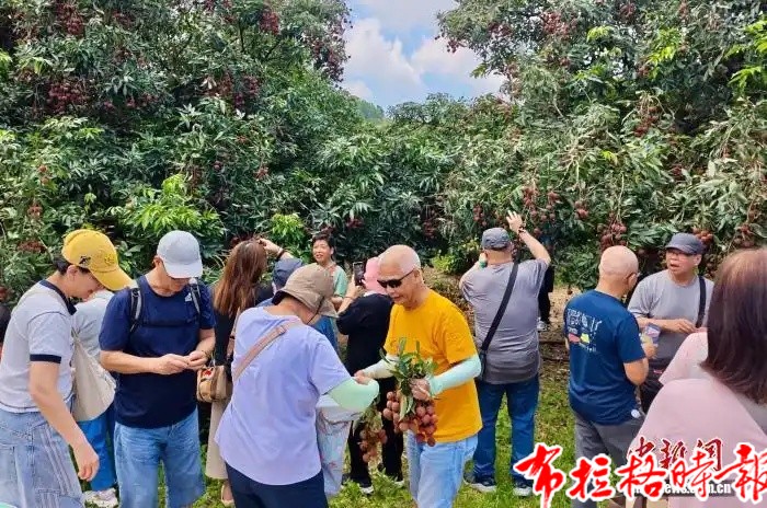【布拉格时报】汕头雷岭荔枝连续23年畅销海外 image058 - 【布拉格时报】汕头雷岭荔枝连续23年畅销海外