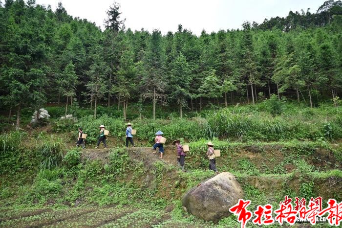 image001 - 【布拉格时报】广东清远连南涡水镇林下灵芝迎来丰收季