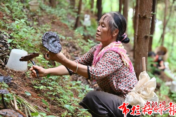 image003 - 【布拉格时报】广东清远连南涡水镇林下灵芝迎来丰收季