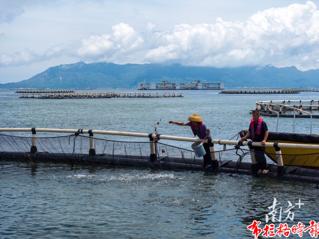 image005 1 1024x768 - 【布拉格时报】冲刺万亿级！广东现代化海洋牧场建设提速