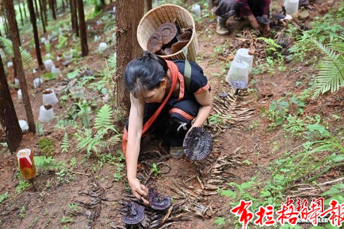 image007 - 【布拉格时报】广东清远连南涡水镇林下灵芝迎来丰收季
